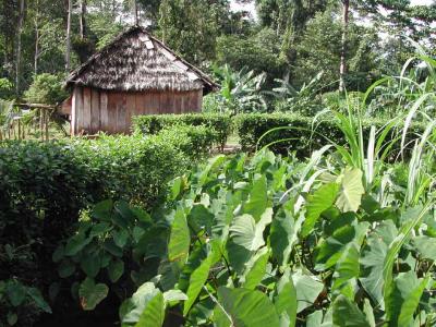 Nicaraguan-Hut.jpg