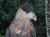 Aguila.jpg