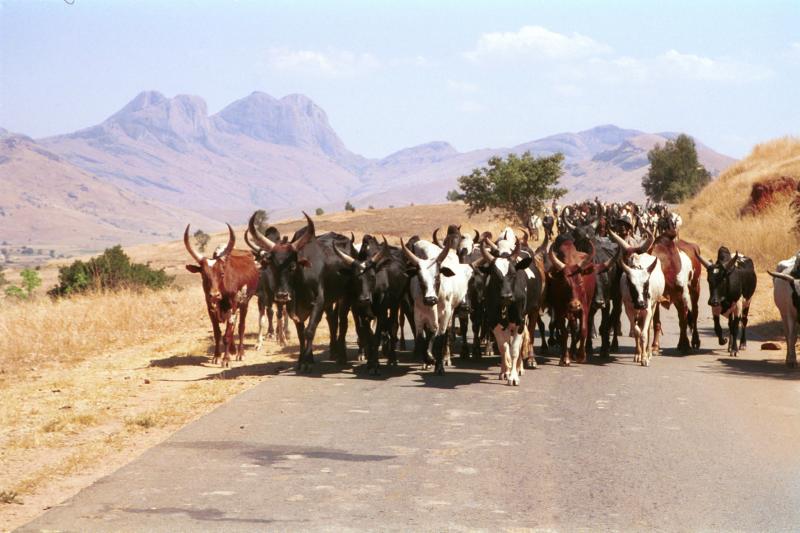 Herd of Zebu