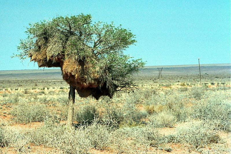 Weaverbird tree