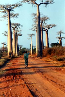 Avenue des Baobabs, published on educational CD