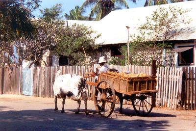 Zebu and cart