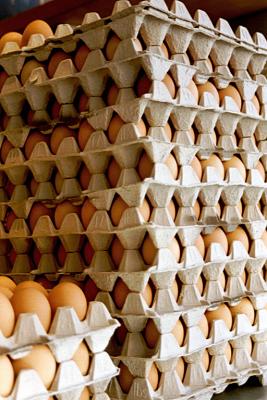 egg cartons.JPG