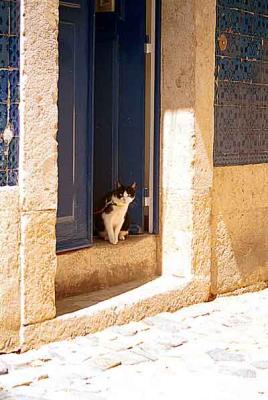 cat-door-and-tiles.jpg