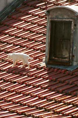 white-cat-on-roof.jpg