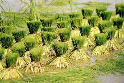 Rice drying, published by www.11.be