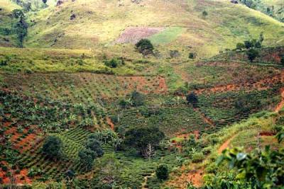 coffee-plantation-I-think.