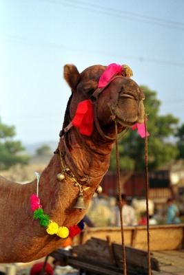 Pushkar Camel Fair - India 2003