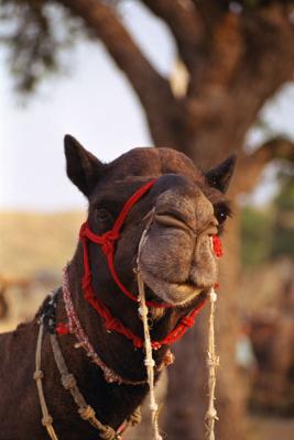 I-am-a-camel-and-this-is-the way I look at you