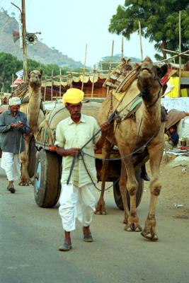 camel-transport.jpg
