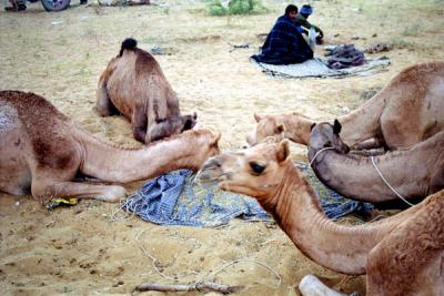 camels-eating.jpg