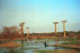 Baobabs and pond