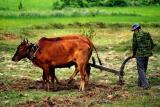 working-the-fields-mekong-.jpg
