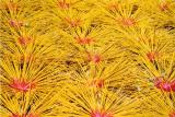 incense-drying.jpg
