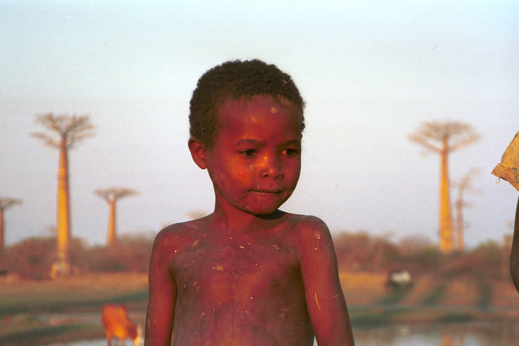 Little boy and baobabs