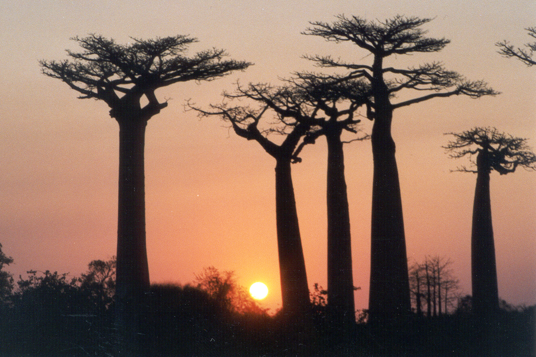 Baobab sunset