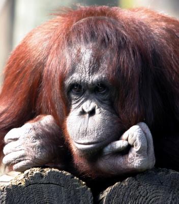 Orangutan