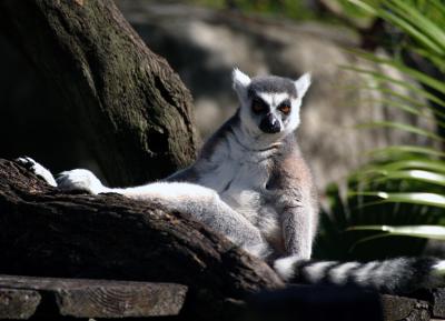 Lemur Monkey