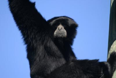 Siamang Monkey