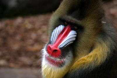 Mandrill Baboon