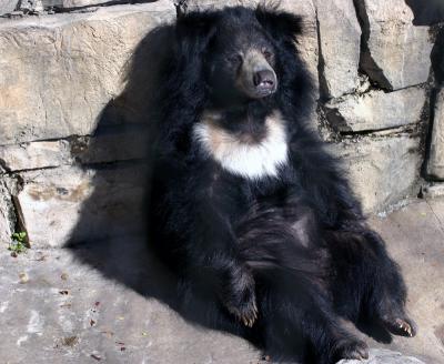 Sloth Bear