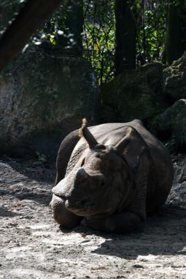 Indian Rhinoceros