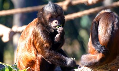 Howler Monkey