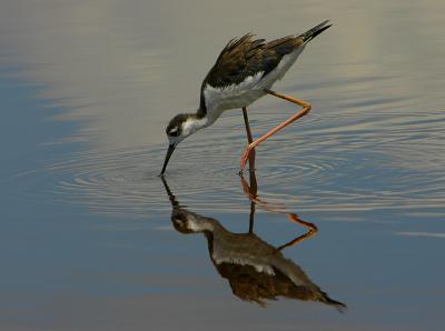 Black Necked Stilt