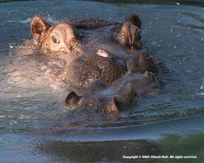 Momma and Baby Hippo #1