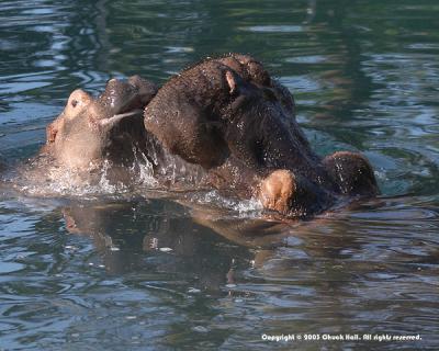 Momma and Baby Hippo #2