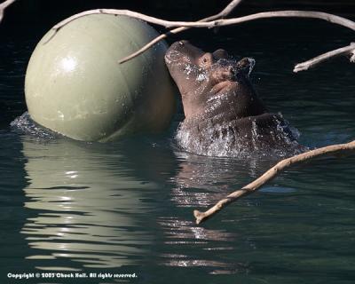 Hippo Soccer