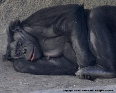 Snoozin' Chimp