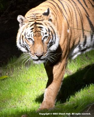 Strolling Tiger