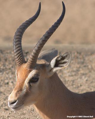 Little Buck