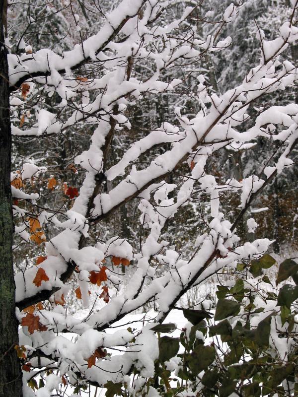 The maple tree by the pond with