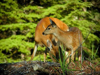 Sitka Blacktail Fawn #3