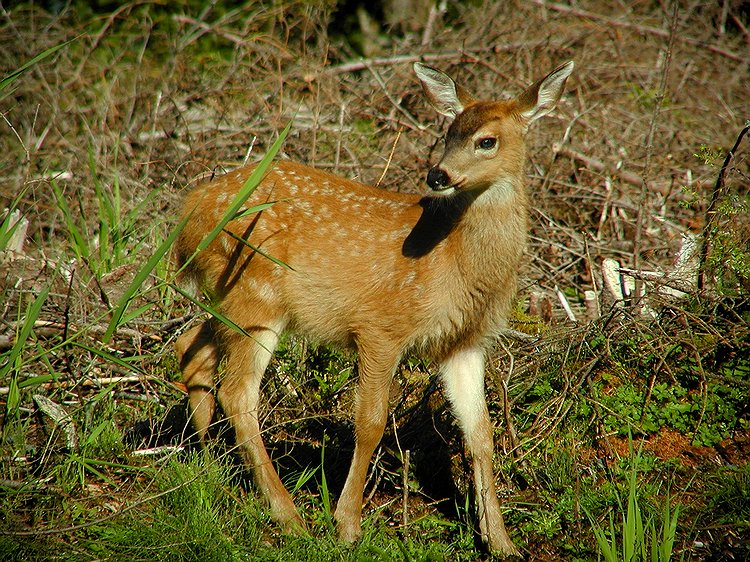 Sitka Blacktail Fawn #2