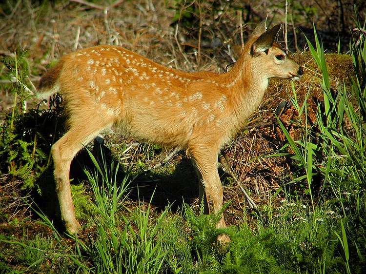 Sitka Blacktail Fawn #4