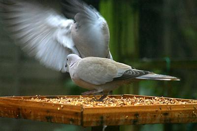 Bird table action