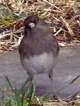 u37/vitina/upload/34801408.junco4.JPG