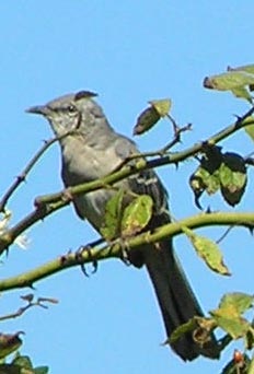 mockingbird.JPG