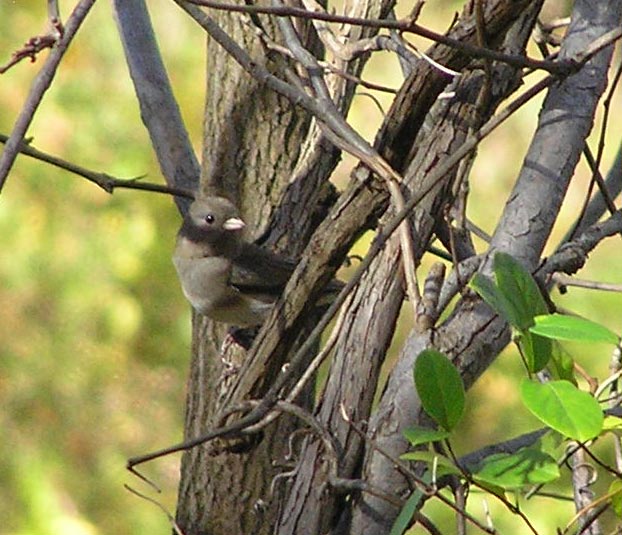 junco.JPG