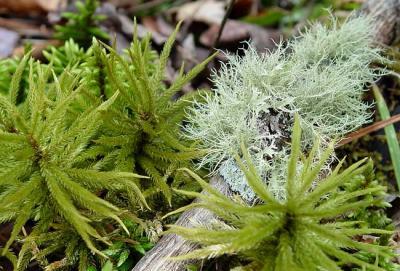 moss & lichen