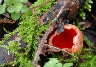 Scarlet Cup