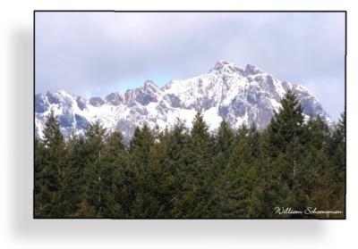 u37/wildwillie/medium/39490418.mountainsovertrees2.jpg
