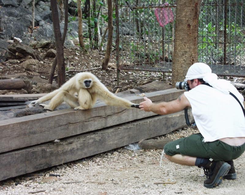 Monkey Shakes Hands