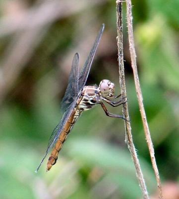 roseate skimmer female