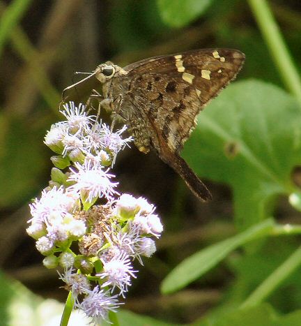 dorantes longtail