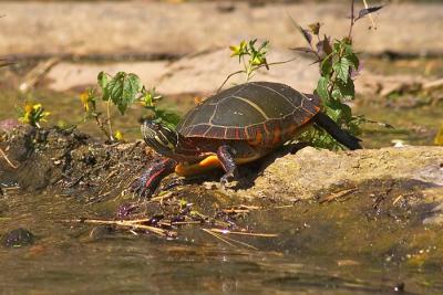 Turtle - 2