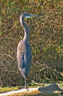 Great Blue Heron - 1